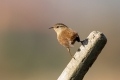 Ime datoteke=Strzek_Wren_Troglodytes_troglodytes_Strzki_Troglodytidae_25.jpg
Velikost datoteke=212KB
Dimenzija=900x600
Datum objave=24.02.2018 Strzek_Wren_Troglodytes_troglodytes_Strzki_Troglodytidae_25.jpg