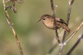 Ime datoteke=Strzek_Wren_Troglodytes_troglodytes_Strzki_Troglodytidae_27.jpg
Velikost datoteke=235KB
Dimenzija=900x600
Datum objave=28.08.2018 Strzek_Wren_Troglodytes_troglodytes_Strzki_Troglodytidae_27.jpg