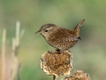 Ime datoteke=Strzek_Wren_Troglodytes_troglodytes_Strzki_Troglodytidae_29.jpg
Velikost datoteke=203KB
Dimenzija=900x675
Datum objave=27.06.2018 Strzek_Wren_Troglodytes_troglodytes_Strzki_Troglodytidae_29.jpg
