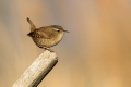 Ime datoteke=Strzek_Wren_Troglodytes_troglodytes_Strzki_Troglodytidae_30.jpg
Velikost datoteke=196KB
Dimenzija=900x600
Datum objave=25.05.2018 Strzek_Wren_Troglodytes_troglodytes_Strzki_Troglodytidae_30.jpg