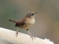 Ime datoteke=Strzek_Wren_Troglodytes_troglodytes_Strzki_Troglodytidae_32.jpg
Velikost datoteke=189KB
Dimenzija=900x675
Datum objave=05.06.2019 Strzek_Wren_Troglodytes_troglodytes_Strzki_Troglodytidae_32.jpg