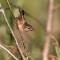Ime datoteke=Strzek_Wren_Troglodytes_troglodytes_Strzki_Troglodytidae_35.jpg
Velikost datoteke=248KB
Dimenzija=750x750
Datum objave=26.05.2020 Strzek_Wren_Troglodytes_troglodytes_Strzki_Troglodytidae_35.jpg