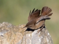 Ime datoteke=Strzek_Wren_Troglodytes_troglodytes_Strzki_Troglodytidae_39.jpg
Velikost datoteke=218KB
Dimenzija=900x675
Datum objave=25.03.2018 Strzek_Wren_Troglodytes_troglodytes_Strzki_Troglodytidae_39.jpg