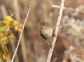 Ime datoteke=Strzek_Wren_Troglodytes_troglodytes_Strzki_Troglodytidae_41.jpg
Velikost datoteke=240KB
Dimenzija=900x674
Datum objave=12.12.2018 Strzek_Wren_Troglodytes_troglodytes_Strzki_Troglodytidae_41.jpg