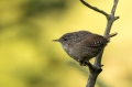 Ime datoteke=Strzek_Wren_Troglodytes_troglodytes_Strzki_Troglodytidae_63.jpg
Velikost datoteke=249KB
Dimenzija=950x633
Datum objave=25.07.2018 Strzek_Wren_Troglodytes_troglodytes_Strzki_Troglodytidae_63.jpg
