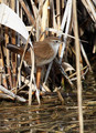 Svilnica_Cettis_warbler_Cettia_cetti_Penice_Sylviidae_01.jpg