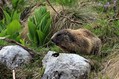 Ime datoteke=Svizec_Marmot_09.jpg
Velikost datoteke=185KB
Dimenzija=800x533
Datum objave=02.01.2010 Svizec_Marmot_09.jpg