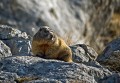 Ime datoteke=Svizec_Marmot_10.jpg
Velikost datoteke=150KB
Dimenzija=850x589
Datum objave=24.09.2011 Svizec_Marmot_10.jpg