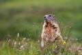 Ime datoteke=Svizec_Marmot_15.jpg
Velikost datoteke=220KB
Dimenzija=950x634
Datum objave=25.11.2016 Svizec_Marmot_15.jpg