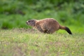 Ime datoteke=Svizec_Marmot_16.jpg
Velikost datoteke=268KB
Dimenzija=1000x667
Datum objave=08.03.2017 Svizec_Marmot_16.jpg