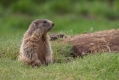 Ime datoteke=Svizec_Marmot_19.jpg
Velikost datoteke=304KB
Dimenzija=1000x667
Datum objave=07.12.2023 Svizec_Marmot_19.jpg