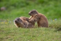 Ime datoteke=Svizec_Marmot_20.jpg
Velikost datoteke=345KB
Dimenzija=1000x683
Datum objave=07.12.2023 Svizec_Marmot_20.jpg