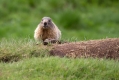 Ime datoteke=Svizec_Marmot_21.jpg
Velikost datoteke=313KB
Dimenzija=1000x667
Datum objave=07.12.2023 Svizec_Marmot_21.jpg