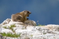 Ime datoteke=Svizec_Marmot_24.jpg
Velikost datoteke=247KB
Dimenzija=950x633
Datum objave=18.07.2017 Svizec_Marmot_24.jpg