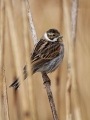 Ime datoteke=Trstni_strnad_Reed_bunting_17.jpg
Velikost datoteke=224KB
Dimenzija=675x900
Datum objave=20.11.2015 Trstni_strnad_Reed_bunting_17.jpg