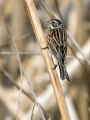 Ime datoteke=Trstni_strnad_Reed_bunting_21.jpg
Velikost datoteke=229KB
Dimenzija=675x900
Datum objave=13.11.2016 Trstni_strnad_Reed_bunting_21.jpg