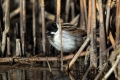 Ime datoteke=Trstni_strnad_Reed_bunting_25.jpg
Velikost datoteke=295KB
Dimenzija=900x600
Datum objave=16.06.2020 Trstni_strnad_Reed_bunting_25.jpg
