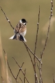 Trstni_strnad_Reed_bunting_26.jpg