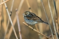 Ime datoteke=Trstni_strnad_Reed_bunting_29.jpg
Velikost datoteke=209KB
Dimenzija=900x600
Datum objave=14.04.2018 Trstni_strnad_Reed_bunting_29.jpg