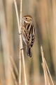 Ime datoteke=Trstni_strnad_Reed_bunting_30.jpg
Velikost datoteke=217KB
Dimenzija=600x900
Datum objave=24.02.2018 Trstni_strnad_Reed_bunting_30.jpg