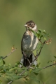 Ime datoteke=Trstni_strnad_Reed_bunting_37.jpg
Velikost datoteke=198KB
Dimenzija=600x900
Datum objave=16.06.2020 Trstni_strnad_Reed_bunting_37.jpg
