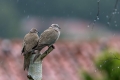 Ime datoteke=Turska_grlica_Callared_dove_09.jpg
Velikost datoteke=162KB
Dimenzija=900x600
Datum objave=03.02.2024 Turska_grlica_Callared_dove_09.jpg