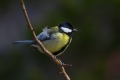 Velika_sinica_Great_tit_Parus_major_Sinice_Paridae_21.jpg