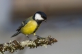 Velika_sinica_Great_tit_Parus_major_Sinice_Paridae_24.jpg