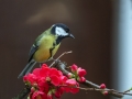 Velika_sinica_Great_tit_Parus_major_Sinice_Paridae_28.jpg