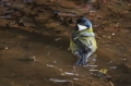 Velika_sinica_Great_tit_Parus_major_Sinice_Paridae_29.jpg