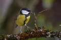 Velika_sinica_Great_tit_Parus_major_Sinice_Paridae_31.jpg