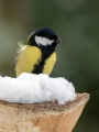 Velika_sinica_Great_tit_Parus_major_Sinice_Paridae_45.jpg