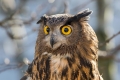Ime datoteke=Velika_uharica_Eagle_owl_03.jpg
Velikost datoteke=289KB
Dimenzija=900x600
Datum objave=01.03.2016 Velika_uharica_Eagle_owl_03.jpg