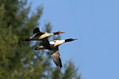 Velika_zagarica_Goosander_Mergus_merganser_Plovci_Anatidae_05.jpg