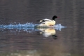 Velika_zagarica_Goosander_Mergus_merganser_Plovci_Anatidae_11.jpg