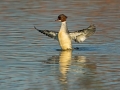 Velika_zagarica_Goosander_Mergus_merganser_Plovci_Anatidae_12.jpg