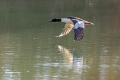 Velika_zagarica_Goosander_Mergus_merganser_Plovci_Anatidae_16.jpg