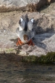 Velika_zagarica_Goosander_Mergus_merganser_Plovci_Anatidae_19.jpg