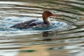 Velika_zagarica_Goosander_Mergus_merganser_Plovci_Anatidae_20.jpg