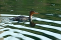 Velika_zagarica_Goosander_Mergus_merganser_Plovci_Anatidae_22.jpg