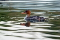 Velika_zagarica_Goosander_Mergus_merganser_Plovci_Anatidae_23.jpg
