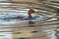 Velika_zagarica_Goosander_Mergus_merganser_Plovci_Anatidae_25.jpg