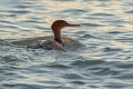 Velika_zagarica_Goosander_Mergus_merganser_Plovci_Anatidae_28.jpg