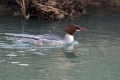 Velika_zagarica_Goosander_Mergus_merganser_Plovci_Anatidae_29.jpg