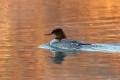 Velika_zagarica_Goosander_Mergus_merganser_Plovci_Anatidae_34.jpg