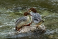 Velika_zagarica_Goosander_Mergus_merganser_Plovci_Anatidae_37.jpg