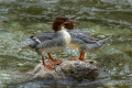 Velika_zagarica_Goosander_Mergus_merganser_Plovci_Anatidae_44.jpg