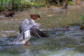 Velika_zagarica_Goosander_Mergus_merganser_Plovci_Anatidae_46.jpg