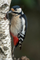 Veliki_detel_Great_spotted_woodpecker_Zolne_Zolne_Picidae_33.jpg