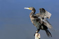 Ime datoteke=Veliki_kormoran_Cormorant_19.jpg
Velikost datoteke=127KB
Dimenzija=800x533
Datum objave=10.07.2010 Veliki_kormoran_Cormorant_19.jpg